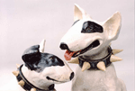 young bull terriers