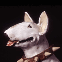 English Bull Terrier